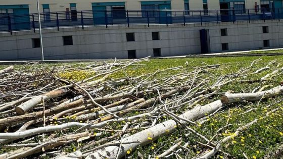 El PSOE denuncia la tala masiva de 60 árboles en la residencia Fernando de los Ríos tala-arboles-residencia-fernando-de-los-rios-560x315