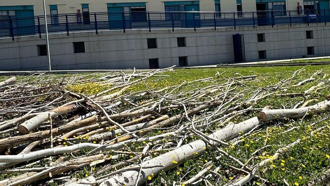 El PSOE denuncia la tala masiva de 60 árboles en la residencia Fernando de los Ríos